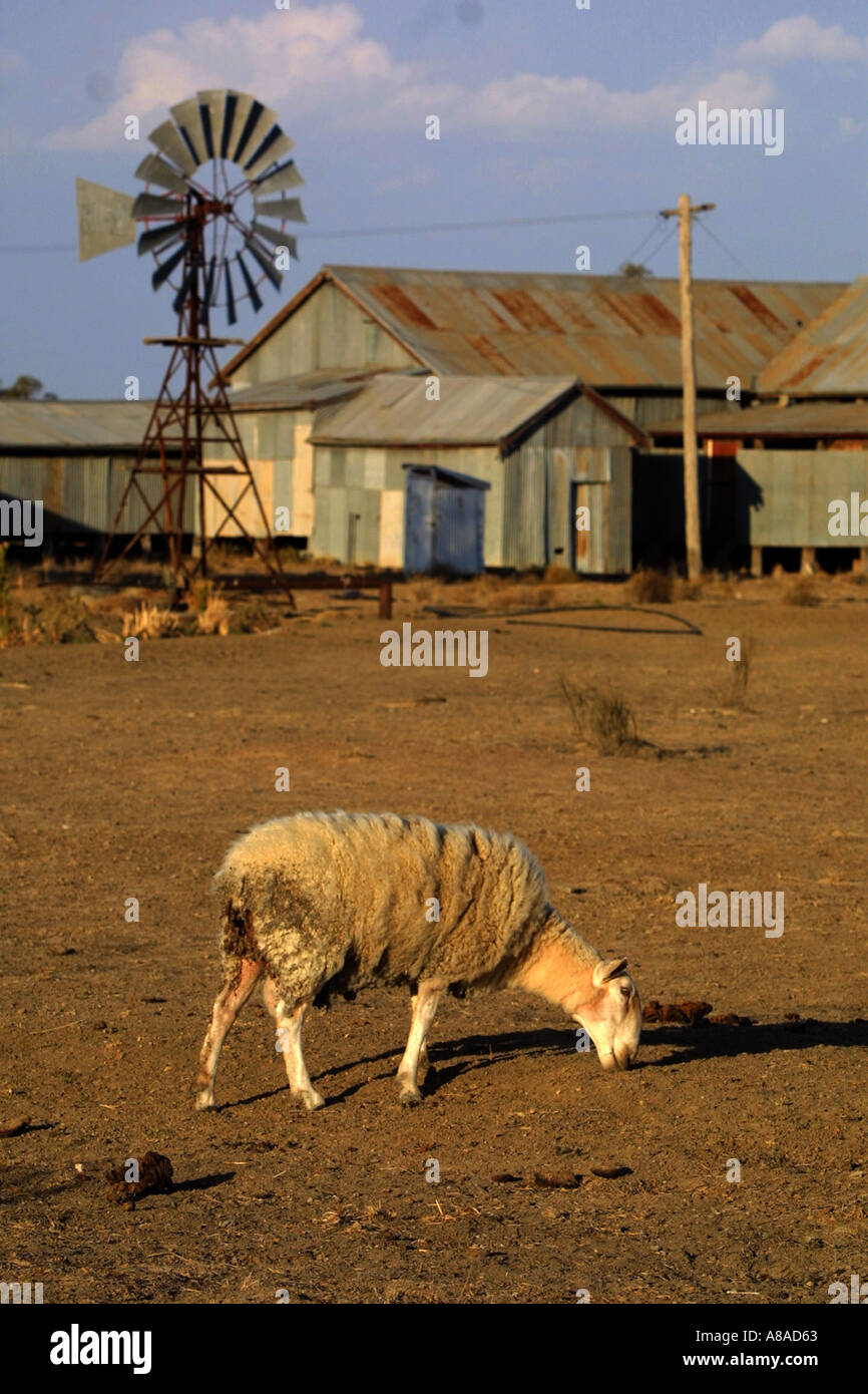 Pecore durante la siccità australiana Foto Stock