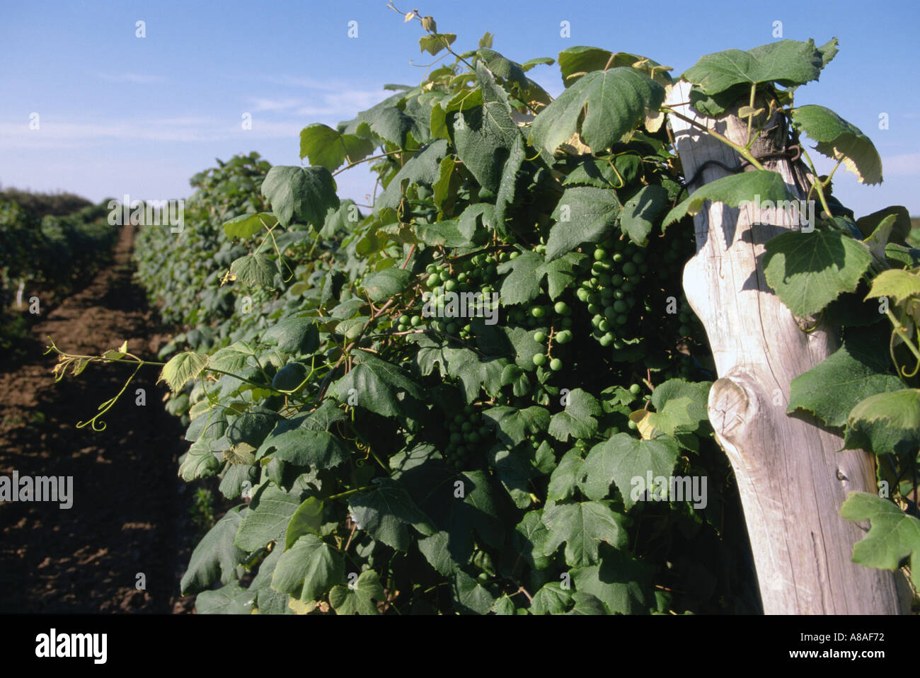Frutti Watervilet Michigan Concord vigne filari di piante estate Foto Stock