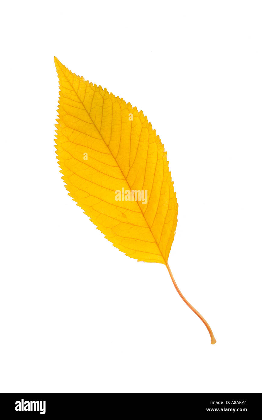 Giallo ciliegia lasciare in autunno gelbes Kirschblatt im Herbst Foto Stock