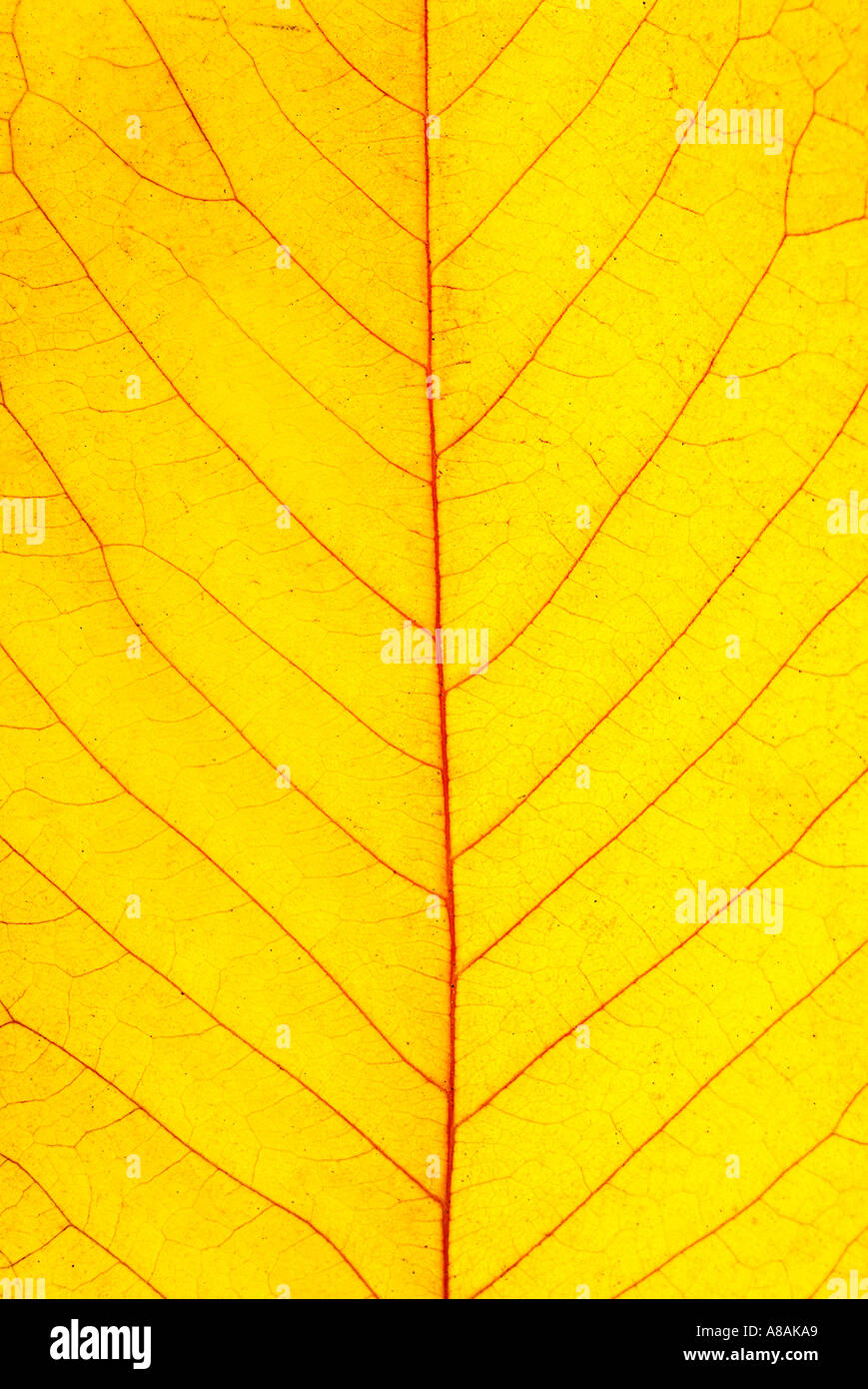 Dettaglio di una ciliegia di colore giallo di lasciare in autunno dettaglio gelbes Kirschblatt im Herbst Foto Stock