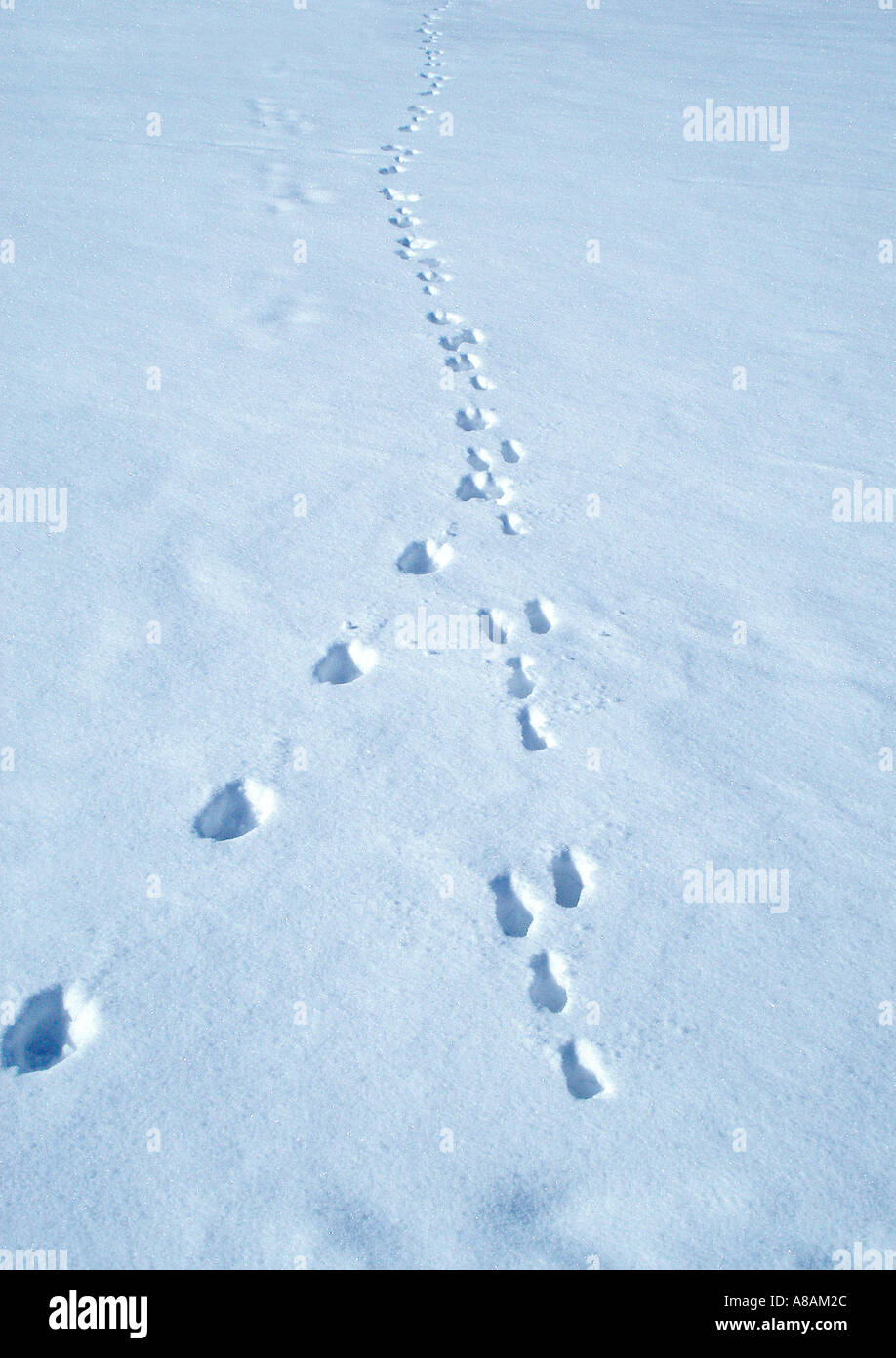 Orme di animali nella neve Tierspuren im Schnee Foto Stock