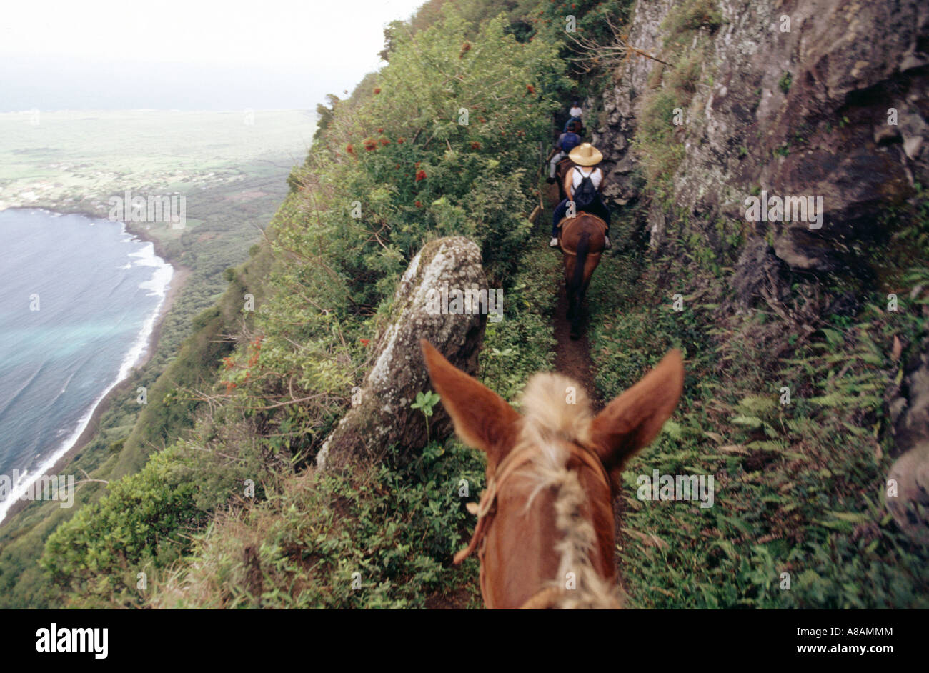 Stati Uniti Hawaii Molokai mule ride di Kalaupapa National Historical Park Foto Stock