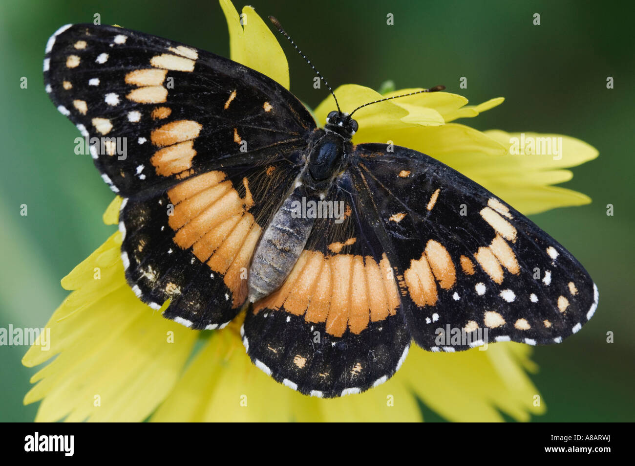 Confina Patch Chlosyne lacinia adulto su stringendo lasciava Coneflower Willacy County Rio Grande Valley Texas Foto Stock