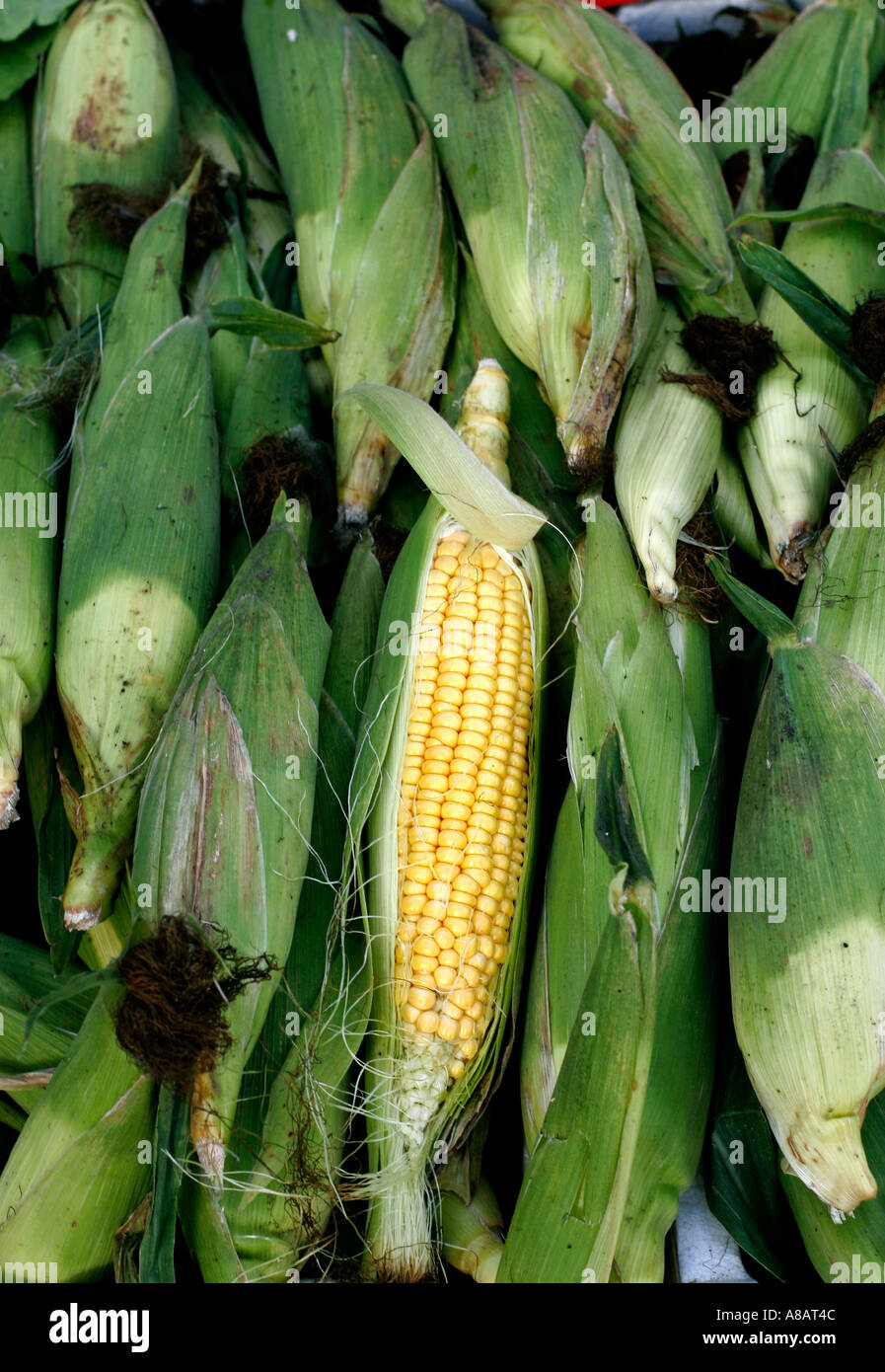 Chimica organica libera il mais dolce per la vendita nel mercato degli agricoltori Foto Stock