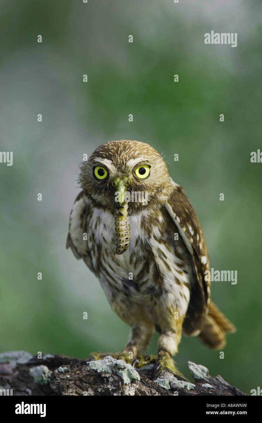 Ferruginosa Glaucidium Pygmy-Owl brasilianum adulto con la vite senza fine in preda la Contea di Willacy Rio Grande Valley Texas USA Giugno 2006 Foto Stock