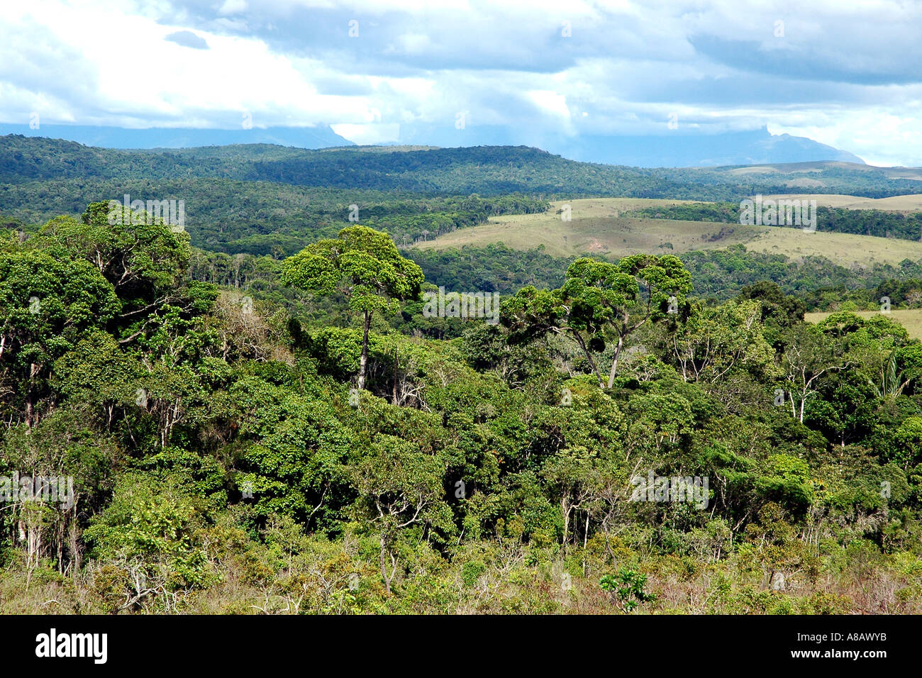 L'antica formazione geologica del Venezuela la Gran Sabana è stata l'impostazione per le scene del film "Jurassic Park" Foto Stock