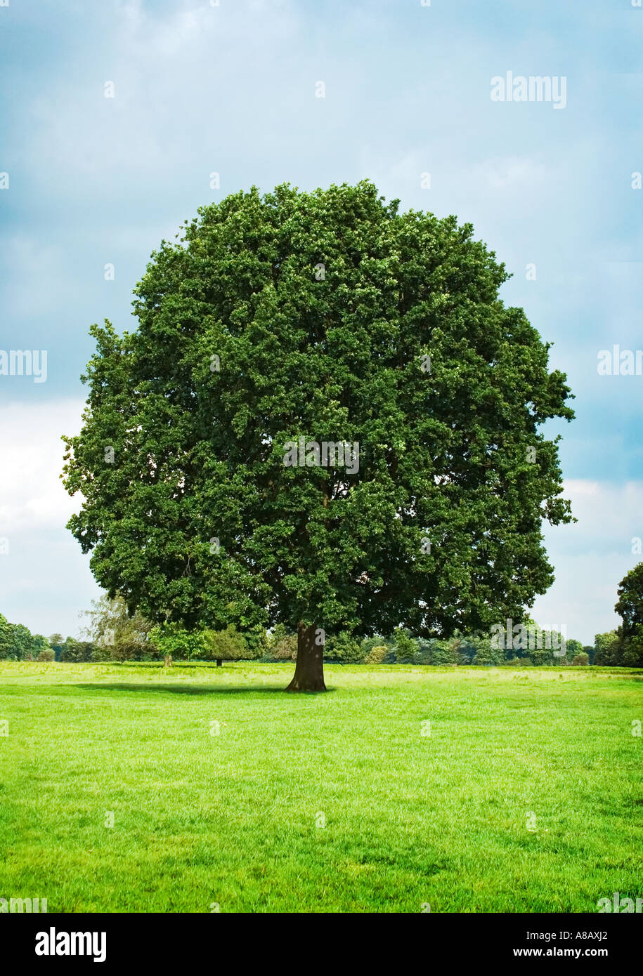 Coppia quercia " Quercus " in aperta campagna Foto Stock