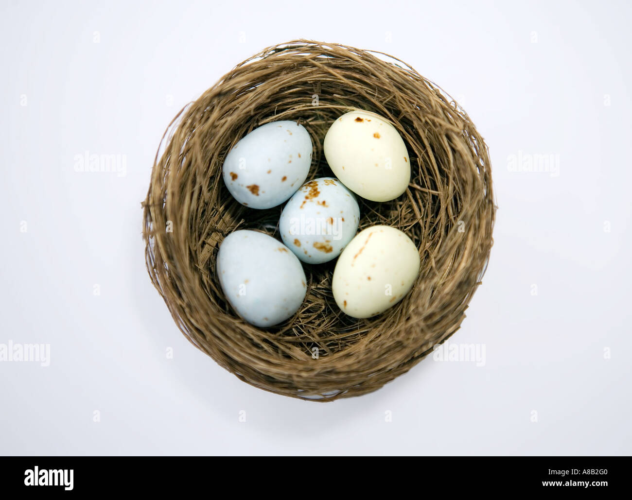 Chiazzato uova shot in un nido contro uno sfondo bianco Foto Stock