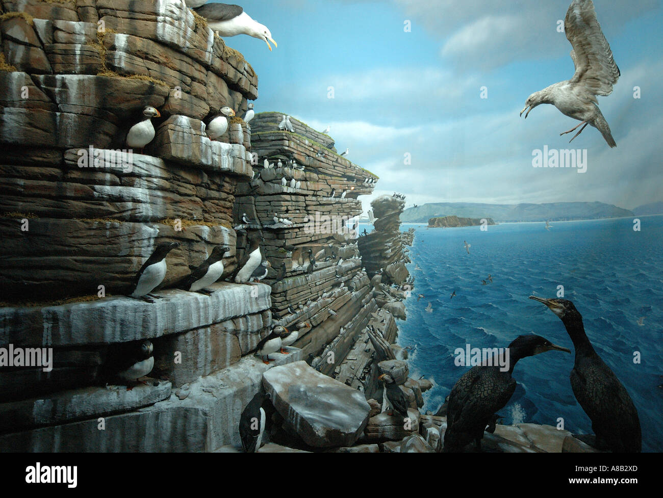 Visualizzazione di uccelli di mare in un Museo di Storia Naturale, Halifax, Nova Scotia. Foto Stock