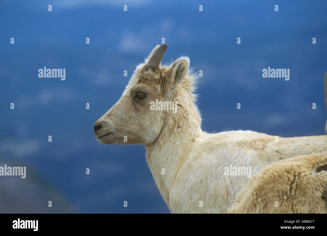 Giovani Big Horn Sheep in close up Foto Stock
