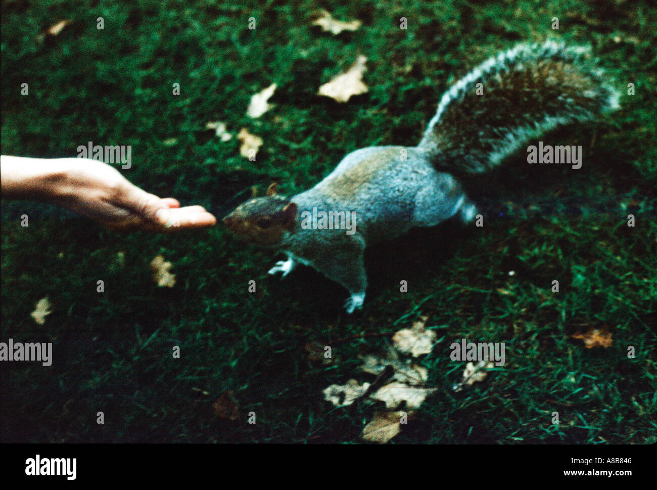 Granulosa impressionistica immagine di uno scoiattolo vicino ad una mano umana Foto Stock