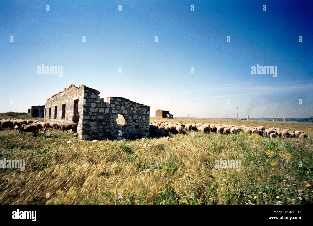 Pecore in esecuzione anche se le rovine di installazione militare dalla seconda guerra mondiale penisola Magnisi Sicilia Foto Stock