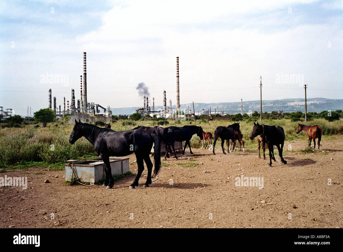 I cavalli in un campo che si affaccia su piante chemichal Augusta Sicilia Foto Stock
