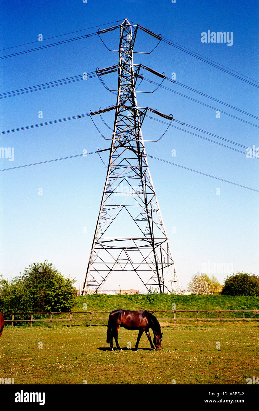 Cavallo e polo elettrico Londra Inghilterra Gran Bretagna REGNO UNITO Foto Stock