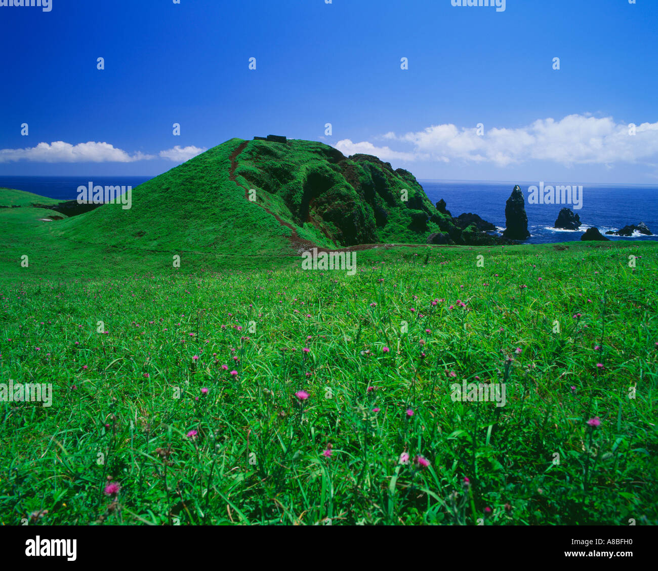 Jeju Island la foresta e la collina Foto Stock