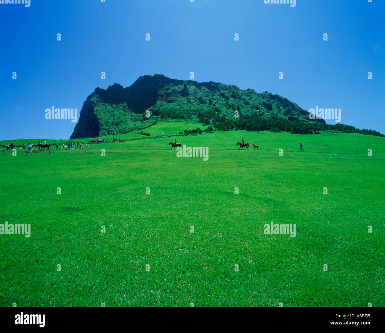 Jeju Island Sunrise scena del campo di erba Foto Stock
