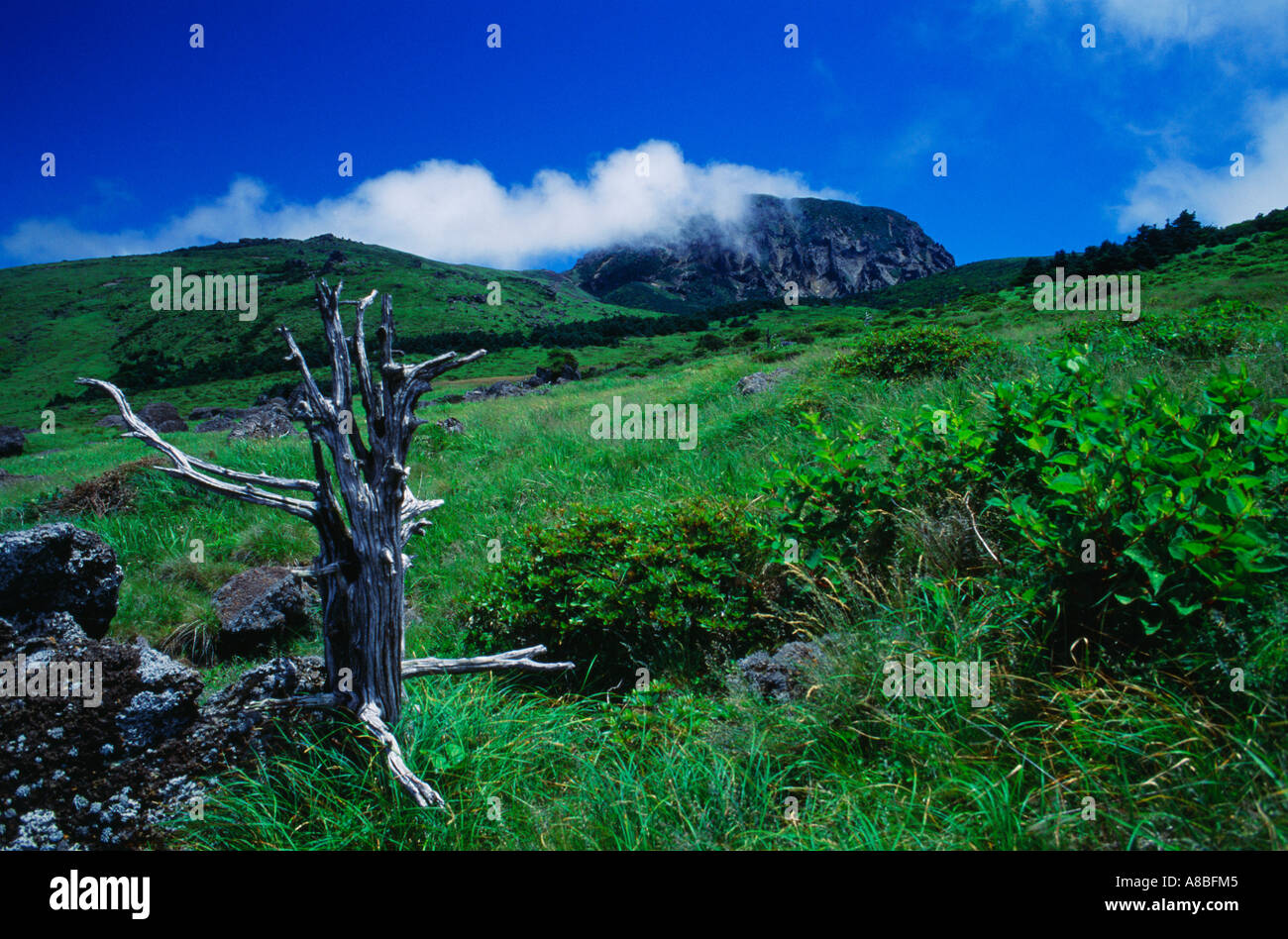 Jeju Island Scena di Mt Halla Foto Stock