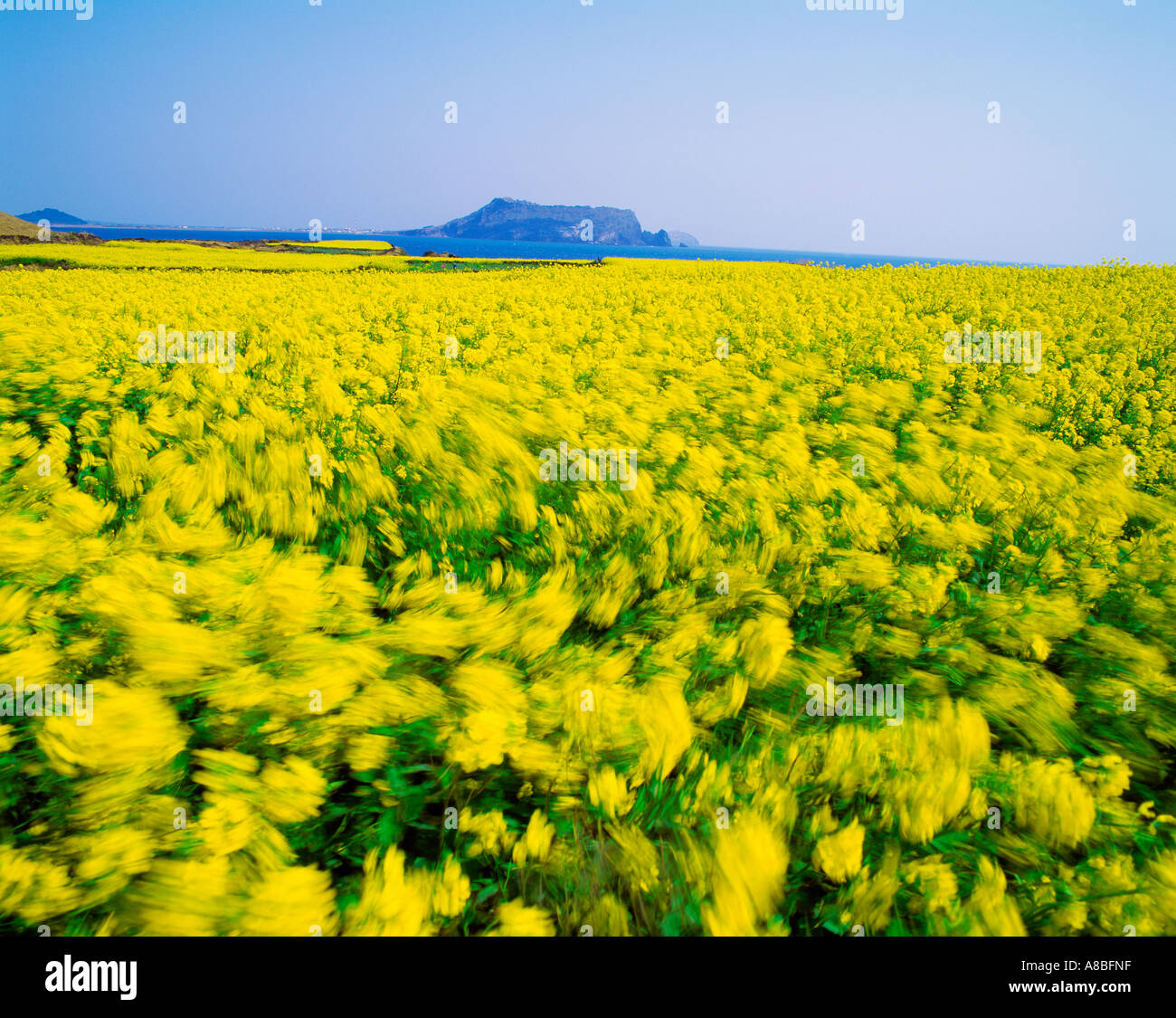 Jeju Island fiore giallo campo San cantata Ill Chul Bong Foto Stock