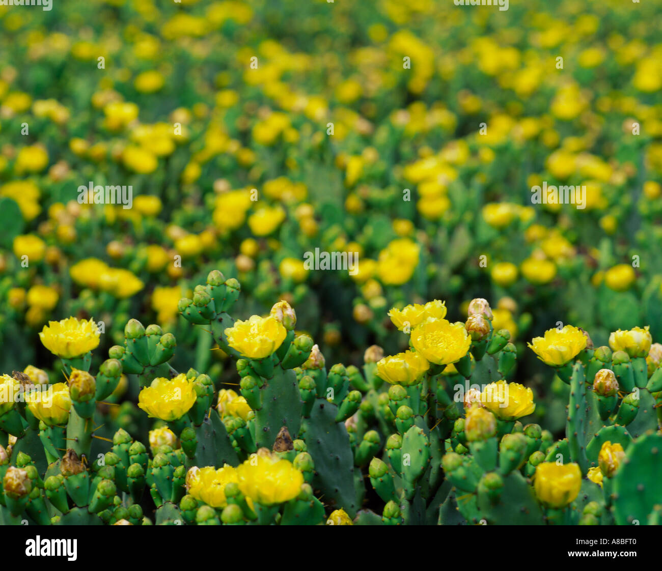 Jeju Island giallo fiori selvatici Foto Stock