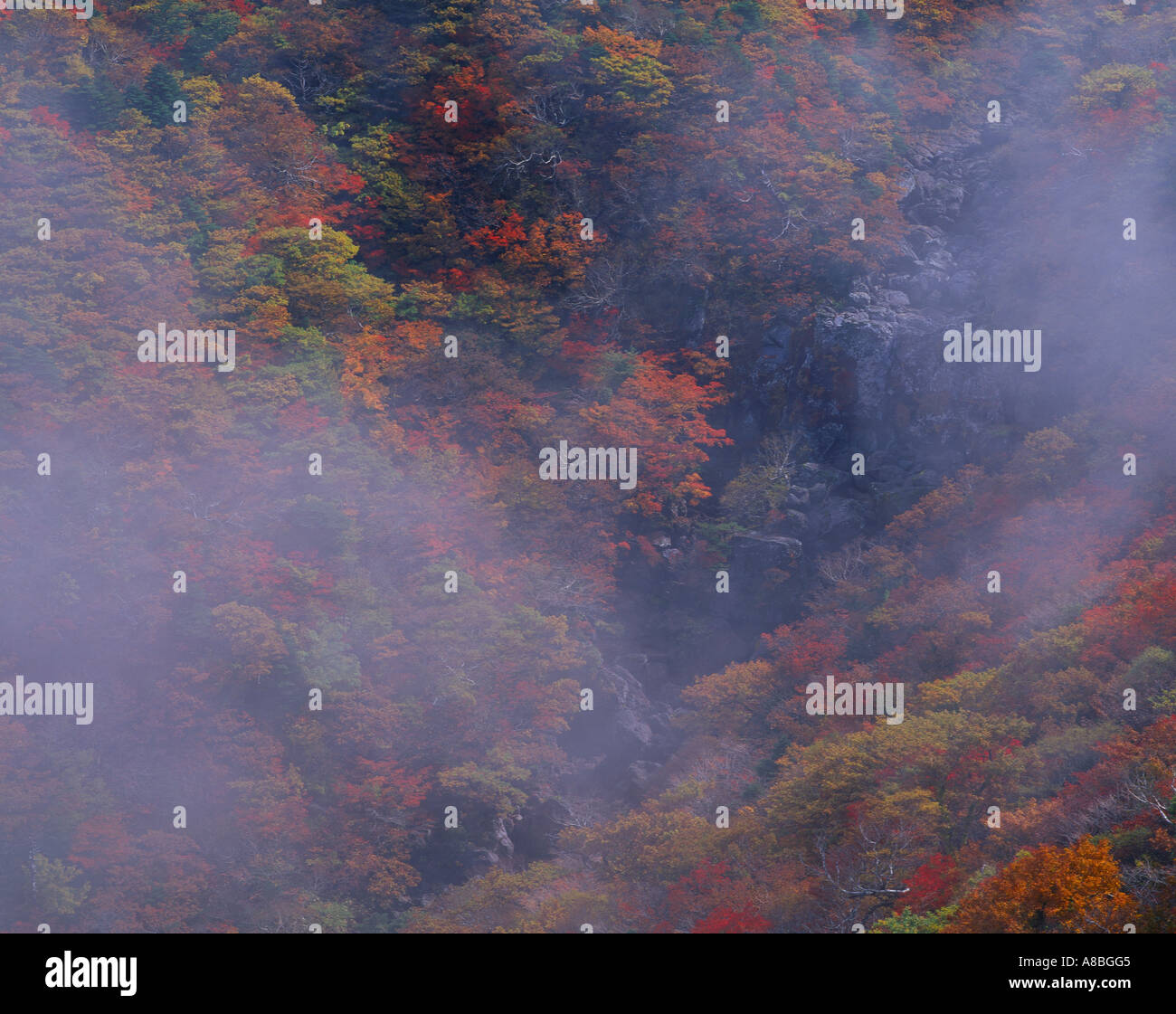 Jeju Island foglie colorate e nebbioso Hanla mountain Foto Stock