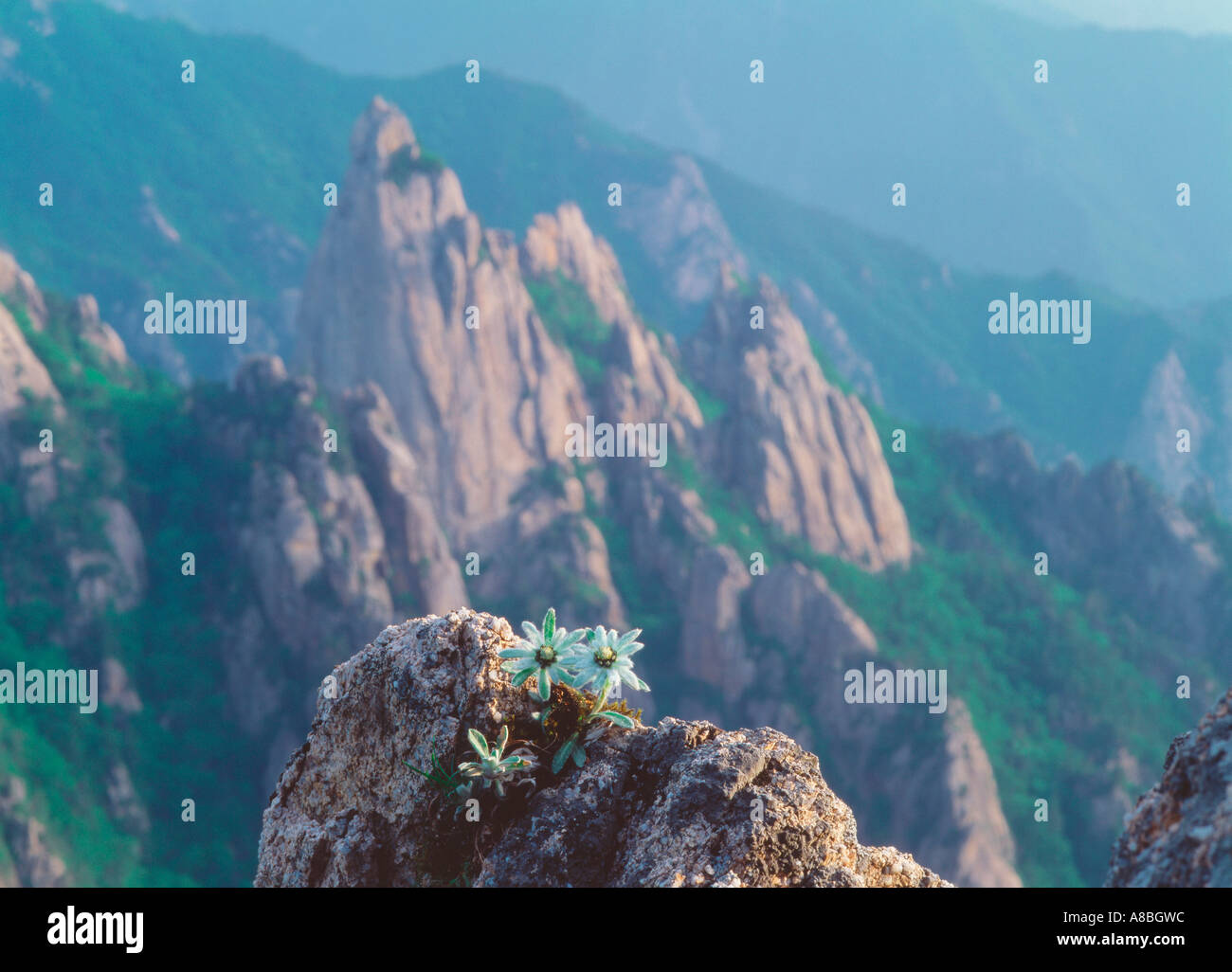 Fiore selvatico sulle rocce Foto Stock