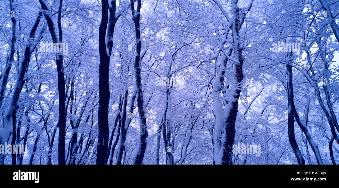 Neve invernale coperto foresta Foto Stock