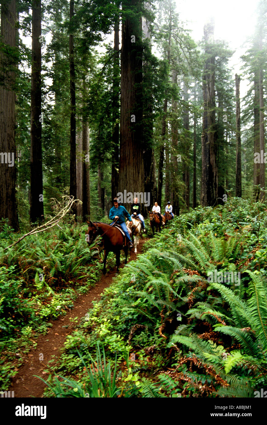 California Redwood Country Equitazione in Redwoods Foto Stock