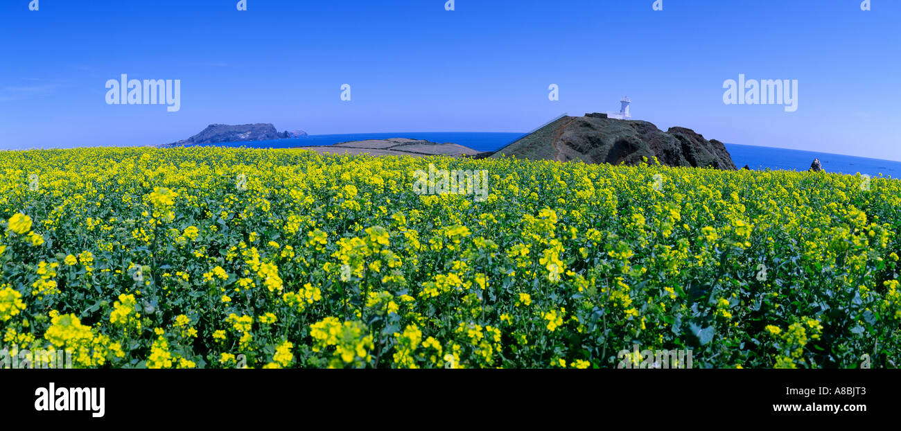 Jeju Island campo con piena di fiori di colore giallo Foto Stock