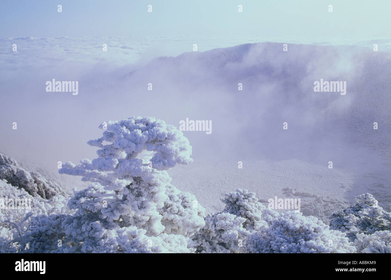 Jeju Island scena di neve del Monte Halla inverno Foto Stock