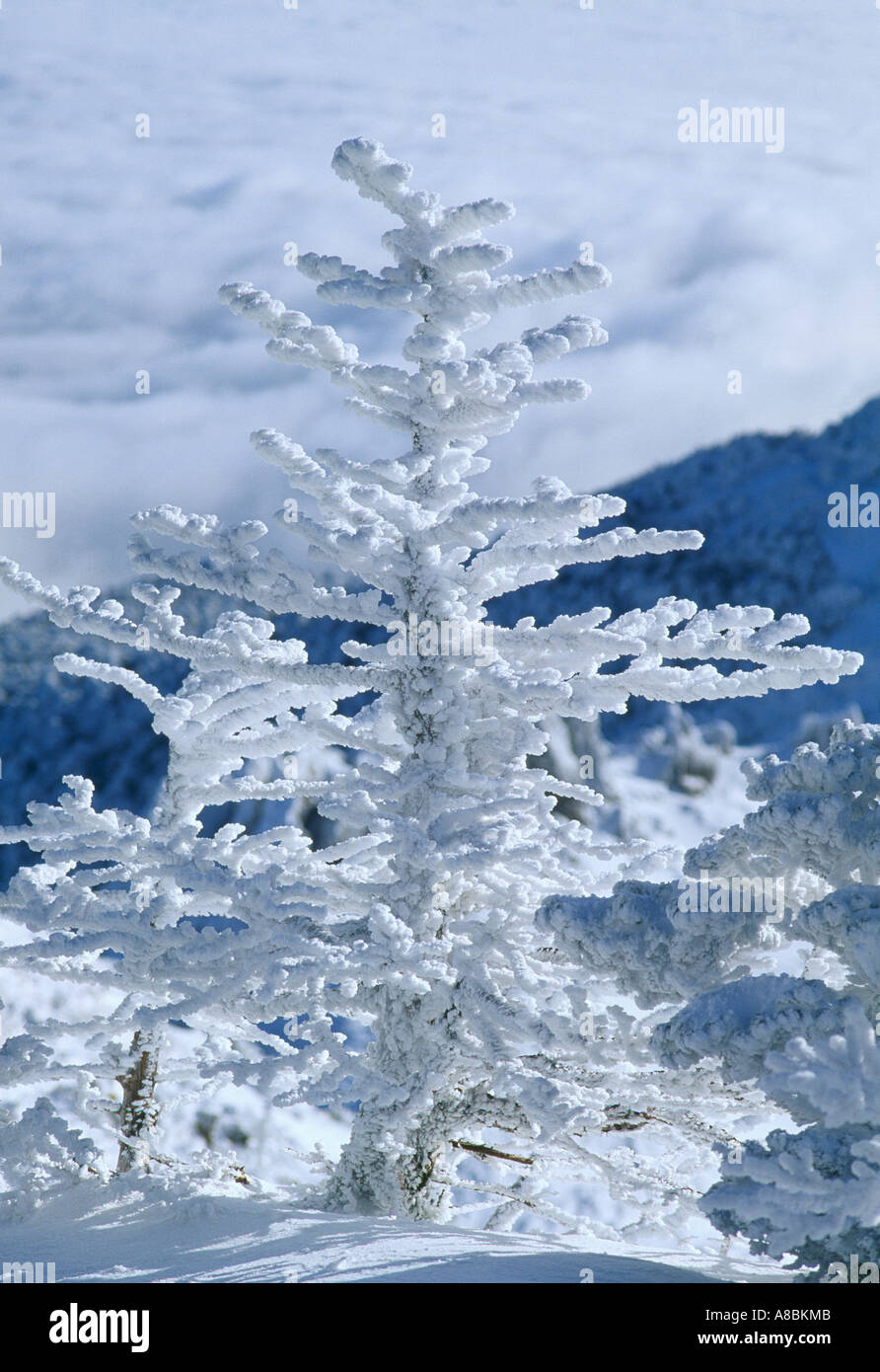 Jeju Island scena di neve del Monte Halla inverno Foto Stock