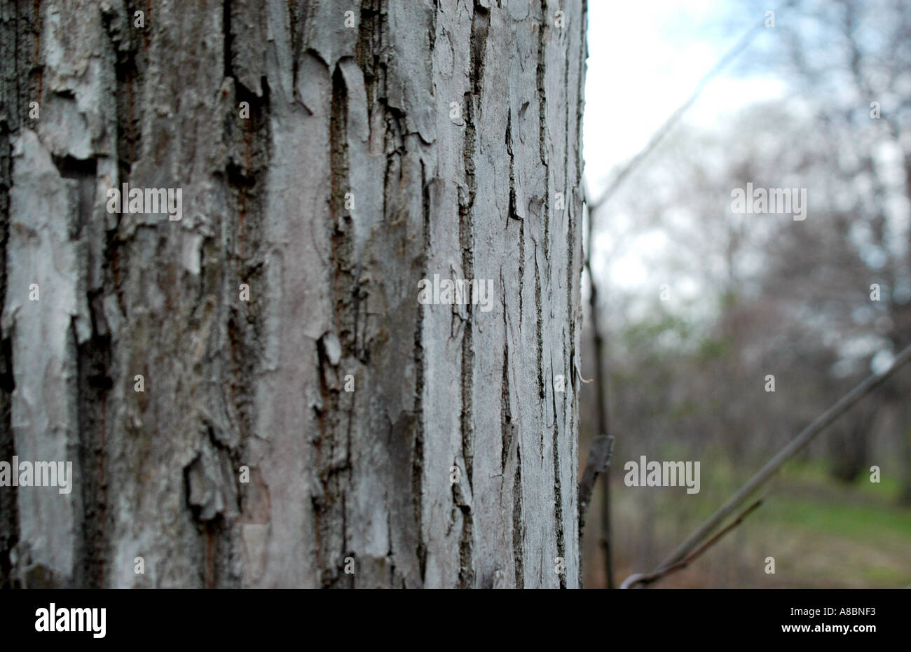 Uva passa di albero in primavera Highland Park Rochester NY Foto Stock