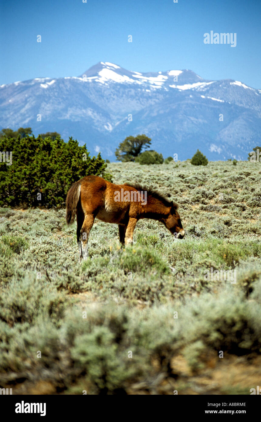 Nevada Wild Horses vicino Reno Foto Stock