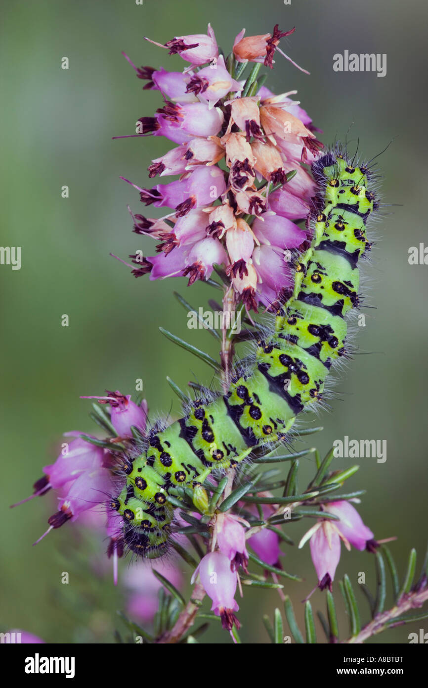 L'imperatore Moth larvae Saturnia pavonia alimentazione su Heather con bello sfondo disinnescare Potton Bedfordshire Foto Stock