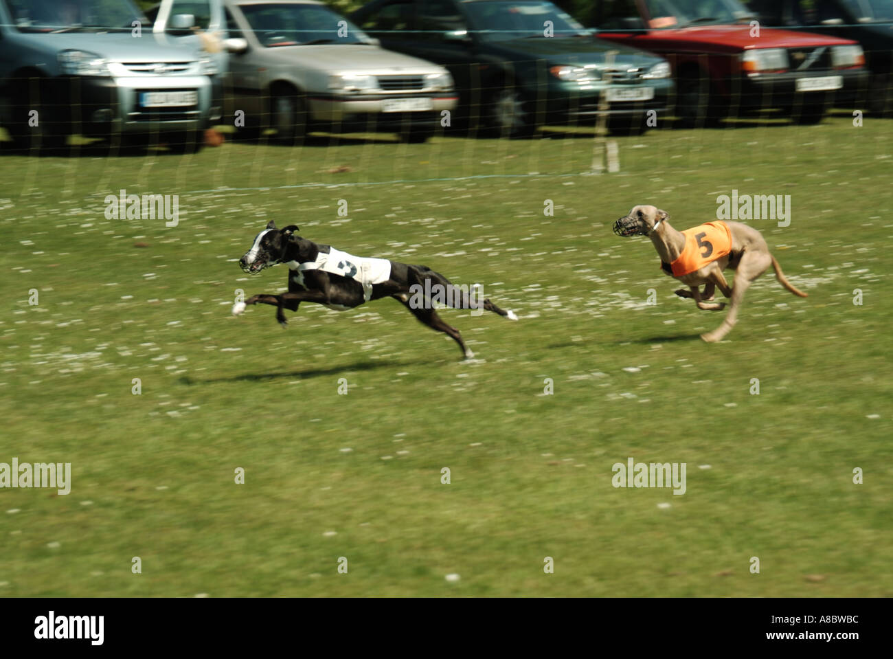 Inghilterra dog show event whippet racing Foto Stock