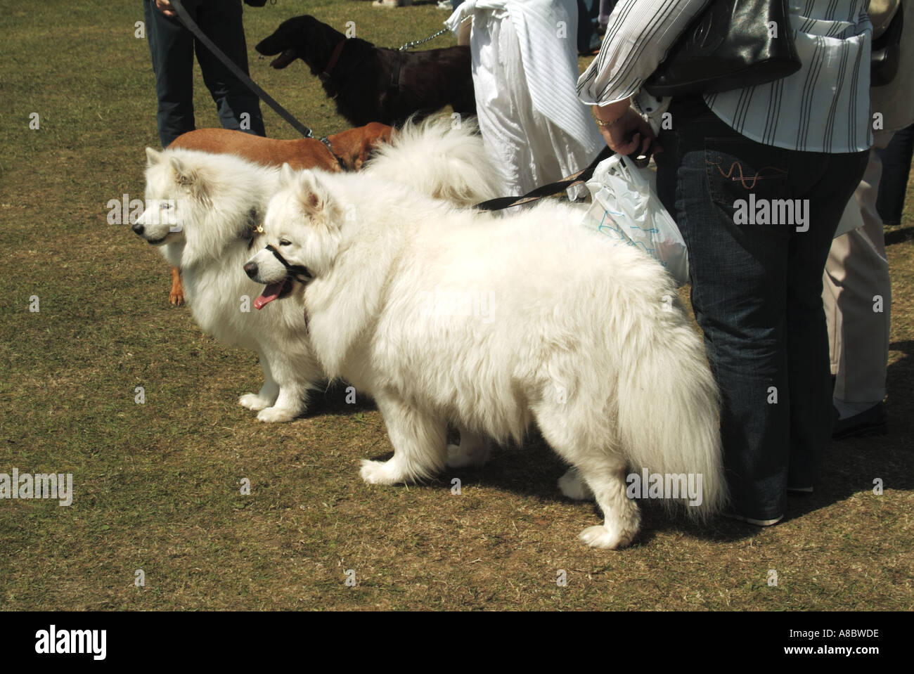 Inghilterra dog show event coppia di Samoiedo con proprietari comprende filo di formazione attorno alla bocca Foto Stock