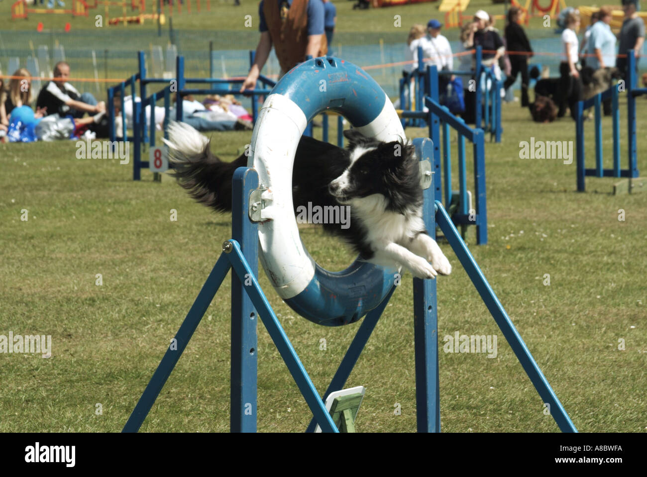 Inghilterra dog show event Border Collie cane da lavoro saltare attraverso il cerchio in arena evento Foto Stock