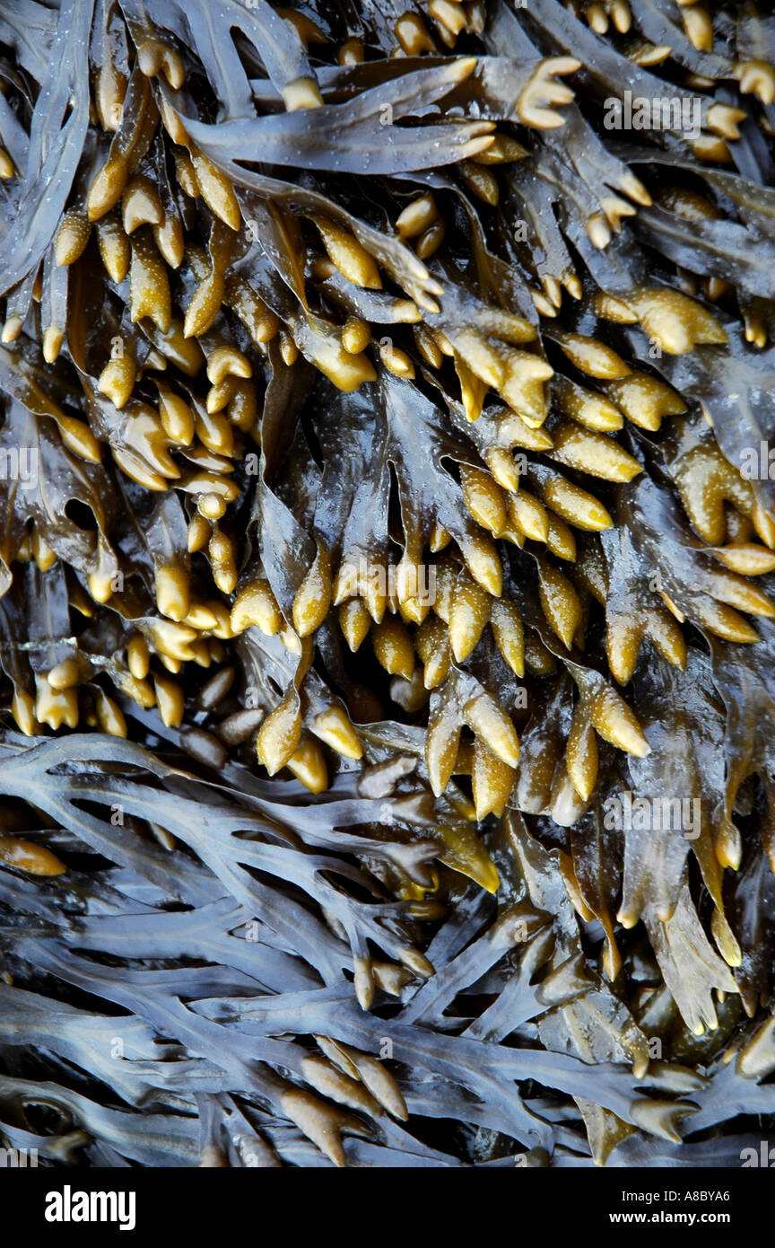 Dettaglio di alghe Foto Stock