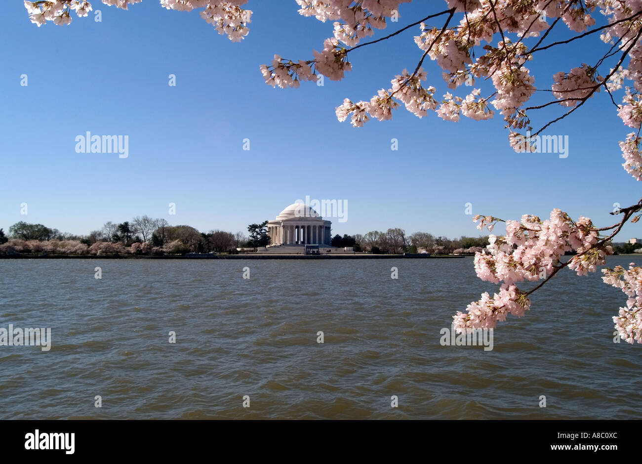 Washington DC Cherry Blossom Festival fiori di ciliegio e Jefferson Memorial Foto Stock