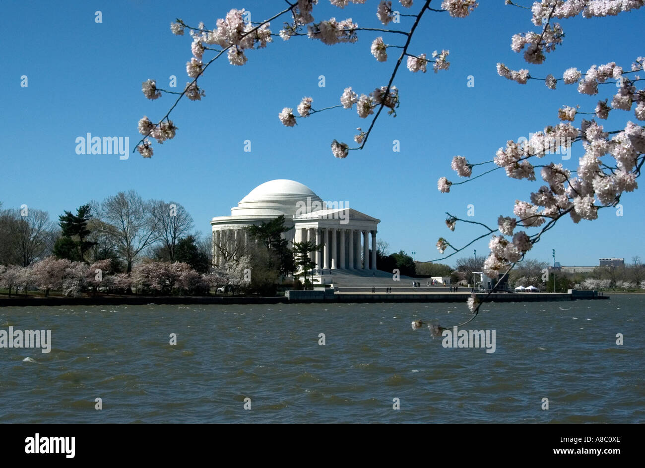 Washington DC Cherry Blossom Festival fiori di ciliegio e Jefferson Memorial Foto Stock