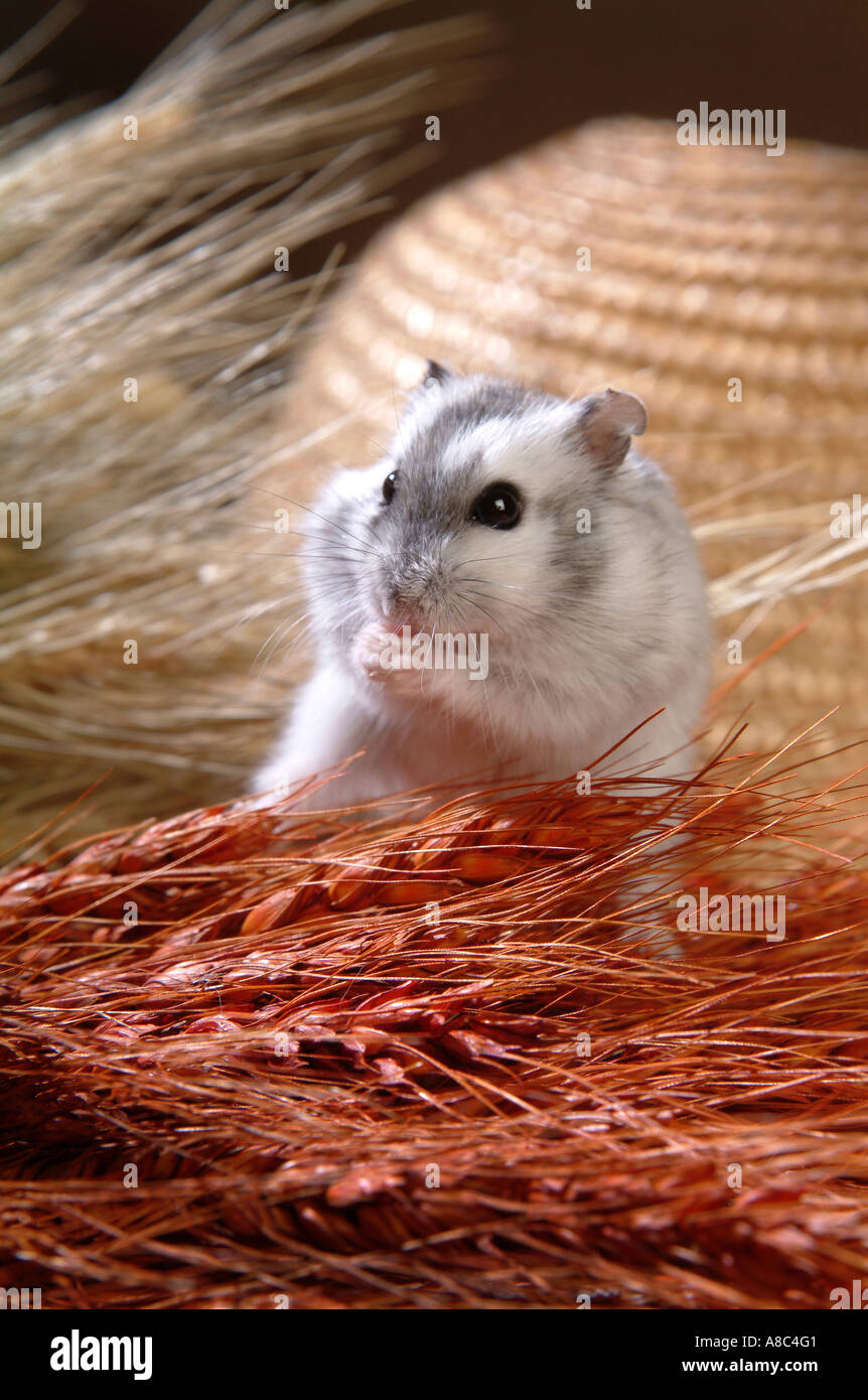 Hamster Foto Stock