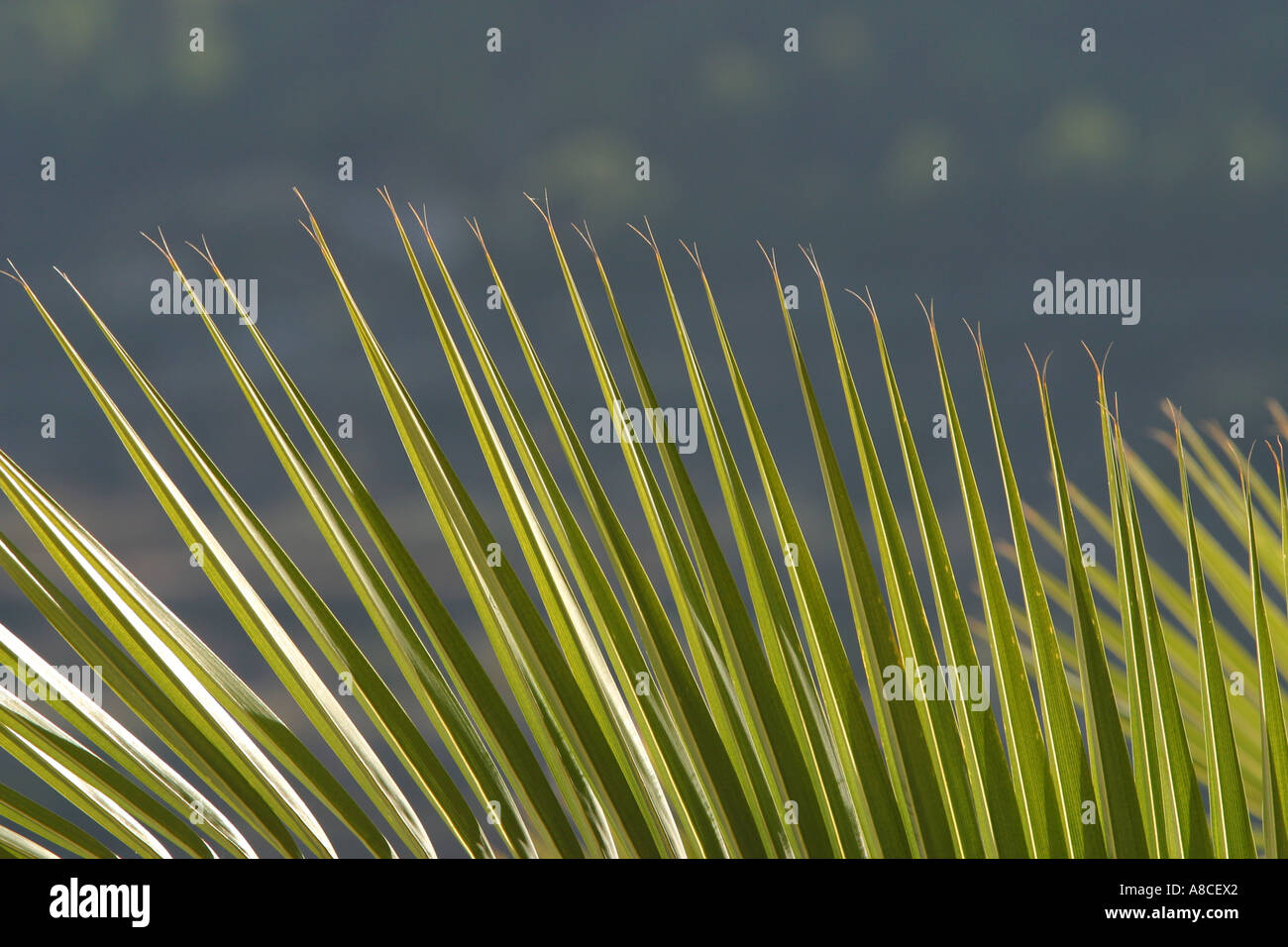 Di foglie di palma suggerimenti ventaglio, Spagna meridionale Foto Stock