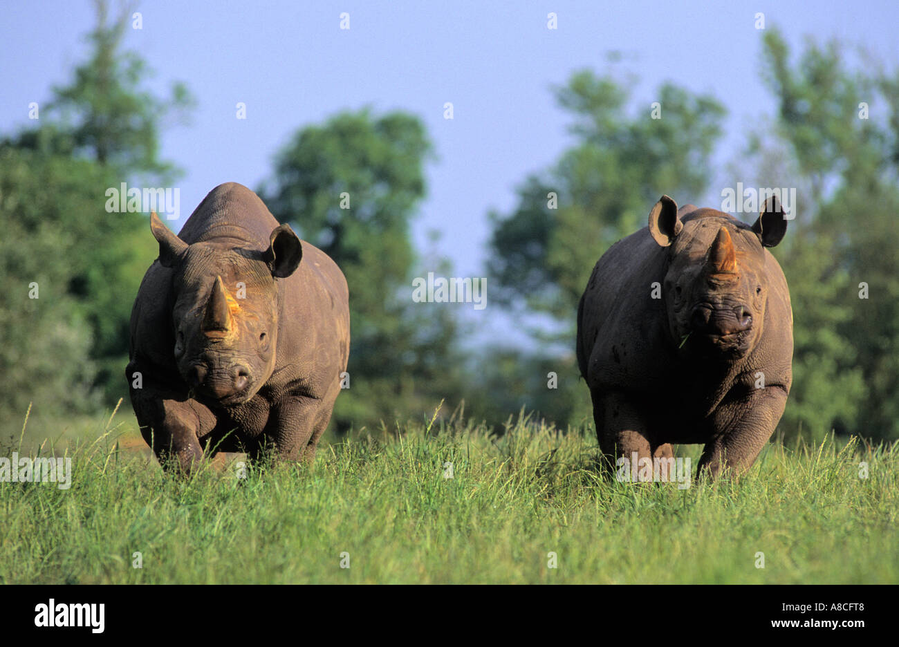 Rinoceronte nero Diceros simum e e s'Africa captive Foto Stock