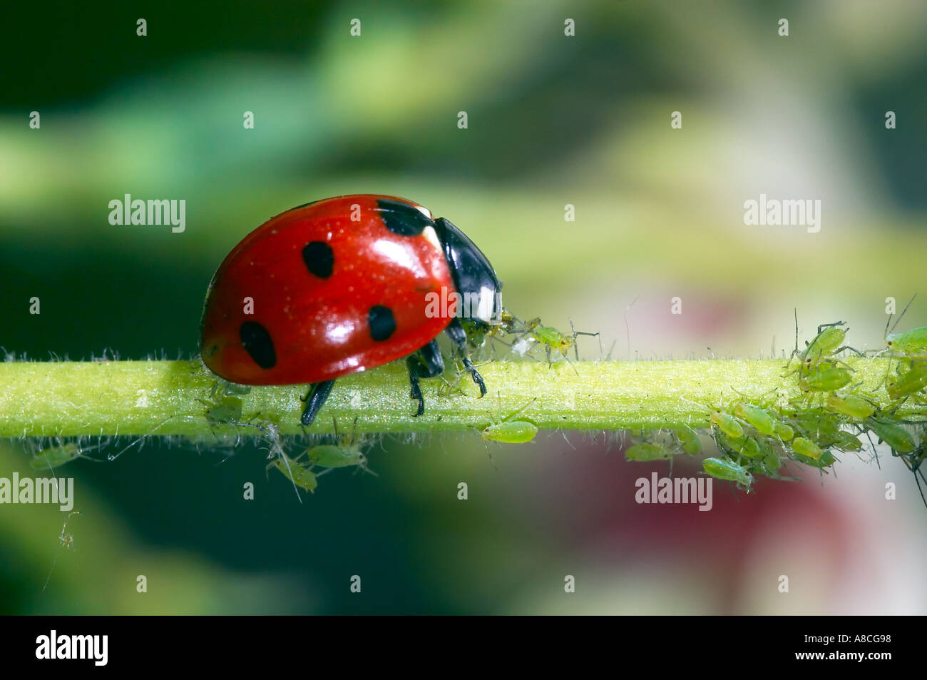 Sette spot coccinella Coccinella 7 punctata mangiare afidi su un impianto di stelo in un giardino Foto Stock