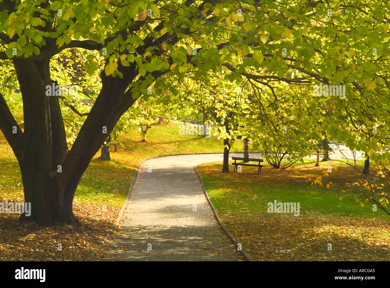 Struttura percorso ombreggiato in autunno nel Royal Hobart giardini botanici Foto Stock