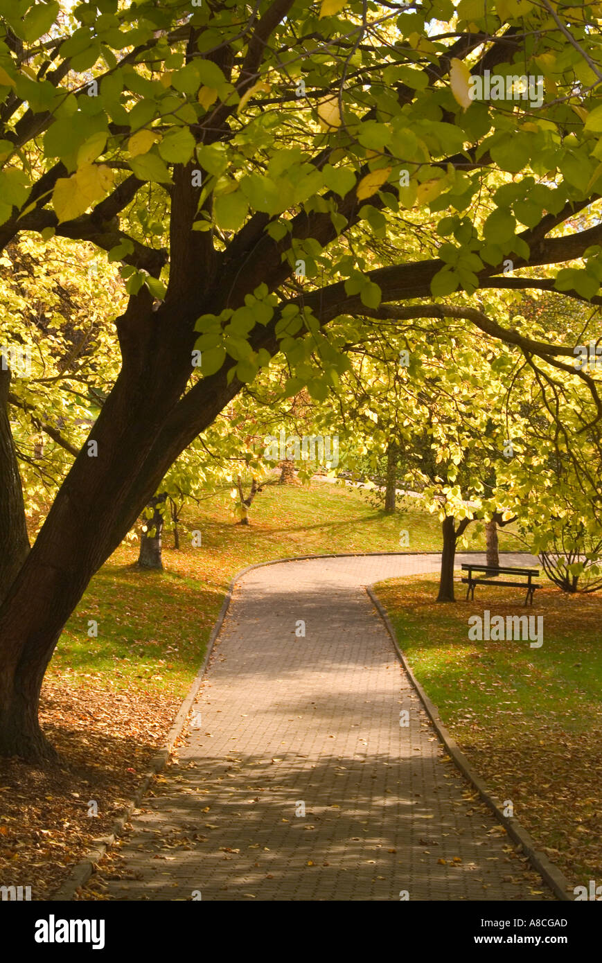 Struttura percorso ombreggiato in autunno nel Royal Hobart giardini botanici Foto Stock