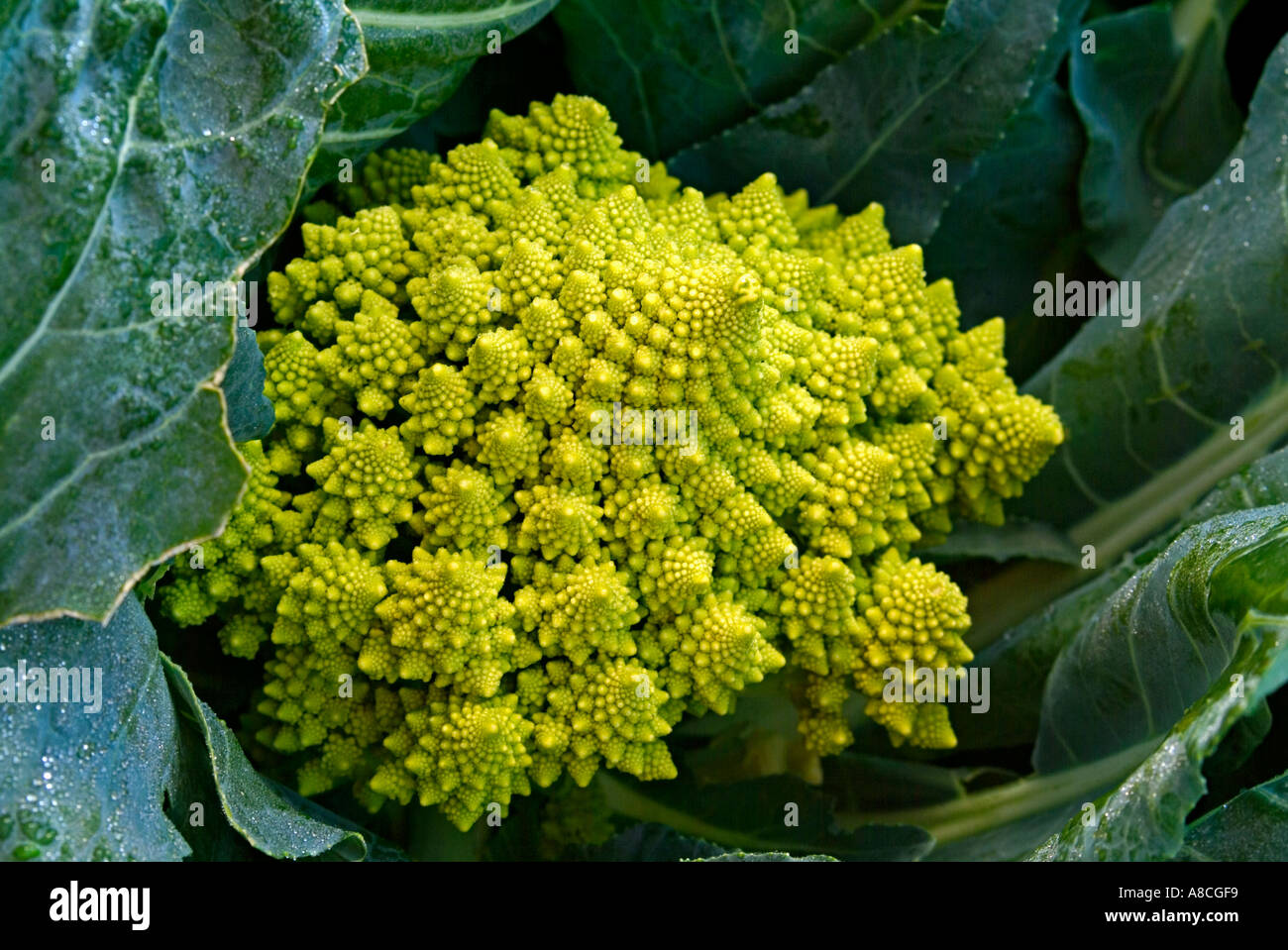 Romanesco broccoli Foto Stock