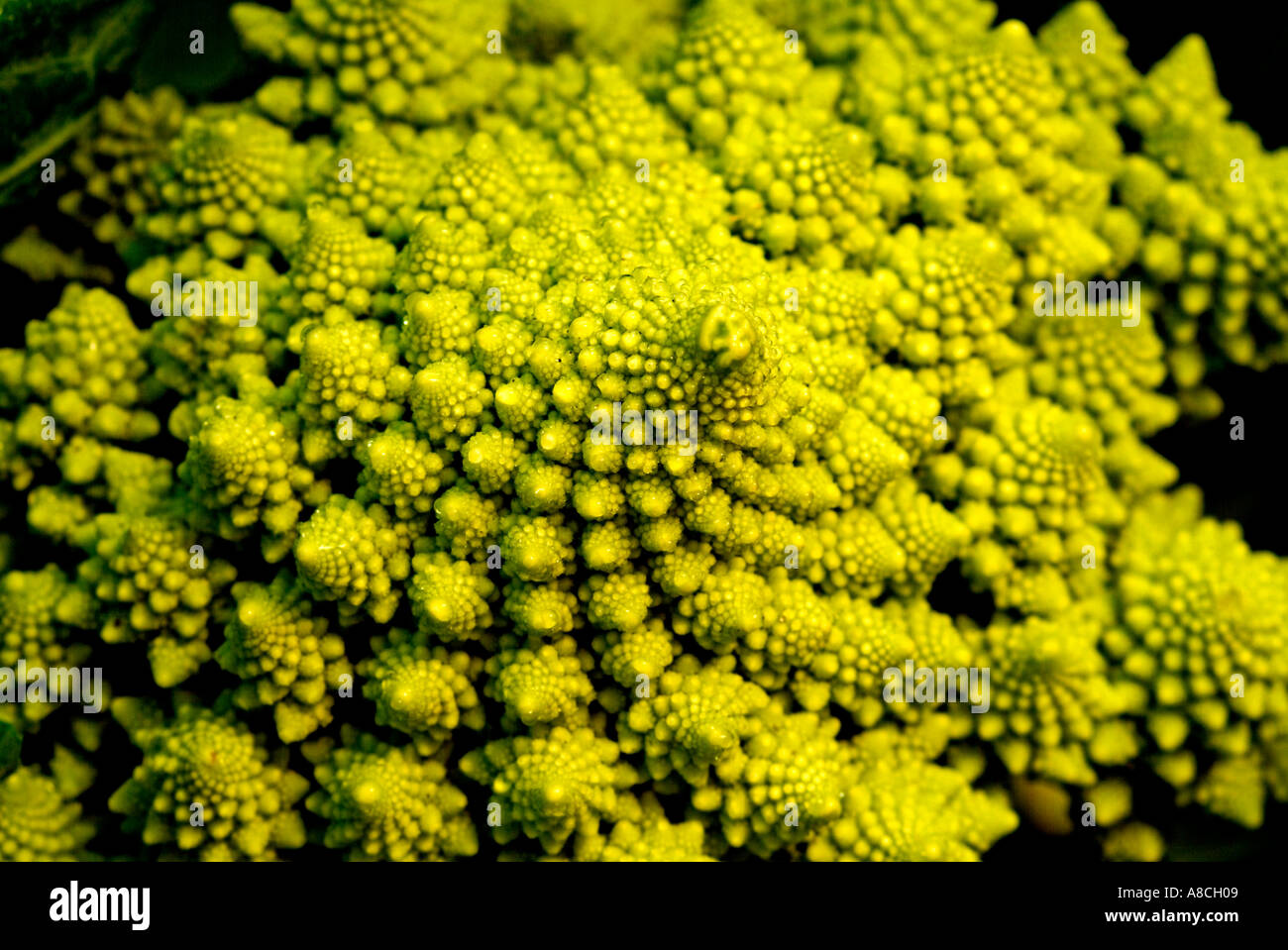 Romanesco broccoli Foto Stock
