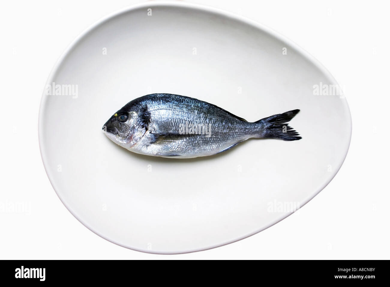 Testa dorato Orate di pesce in un ovale bianco piatto di servizio Foto Stock