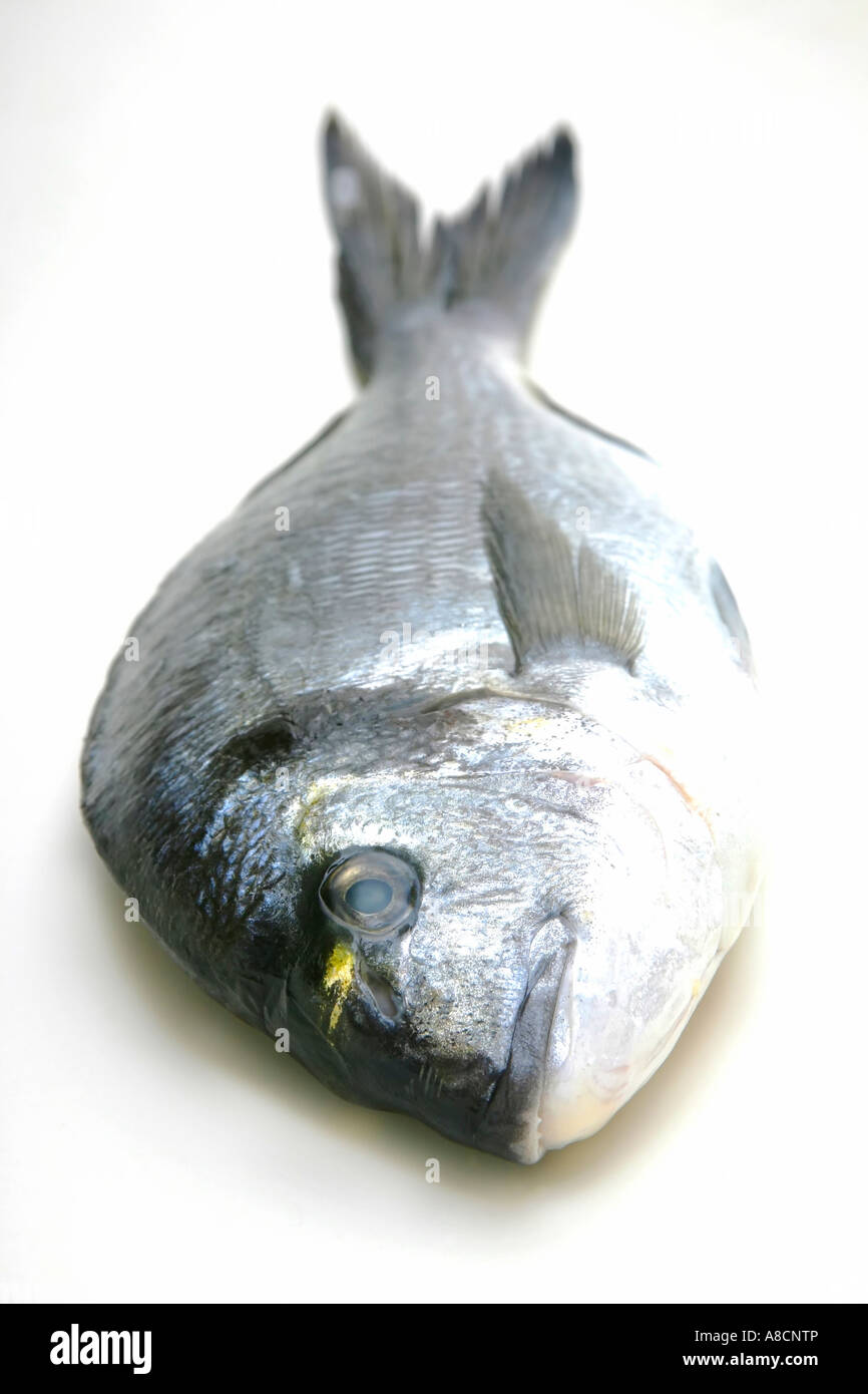 Testa dorato pesce orate recante su una superficie bianca Foto Stock