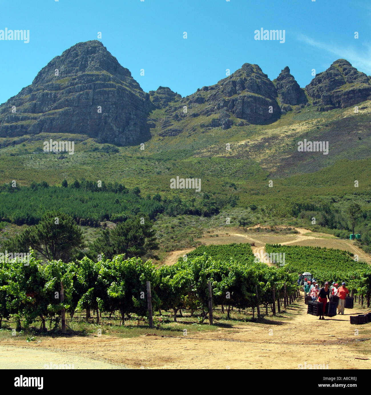 Vigneto lavoratori su la Helderberg Mountain su Stellenbosch percorso vinicolo Western Cape South Africa RSA Foto Stock